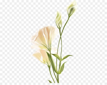 Flower Euclidean vector White - Lily white flower 