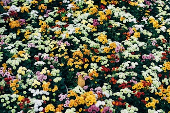 Flower Field