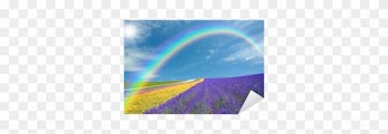 Flower Field And Blue Sky With Clouds - Sky