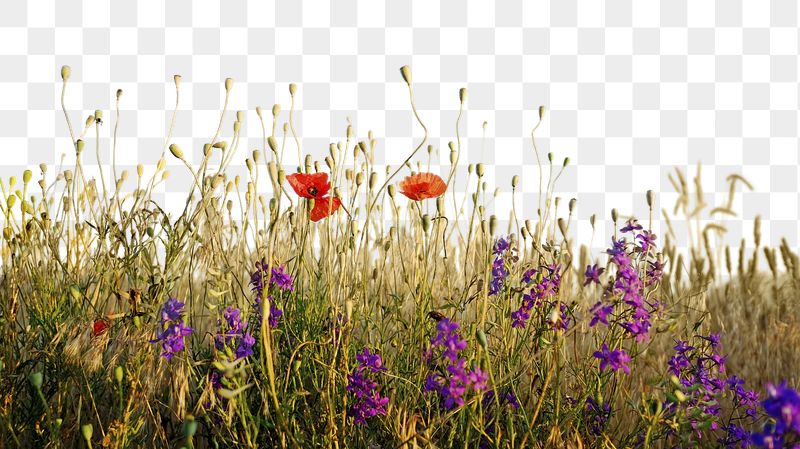 Flower field png border sticker, | Free PNG - rawpixel