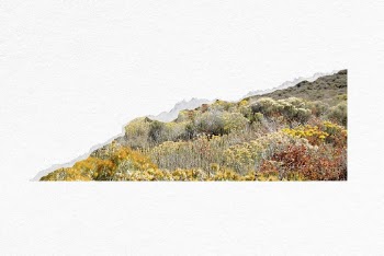 Flower field ripped paper border, | Free PSD - rawpixel
