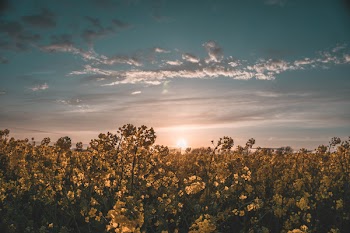 Flower Field Under Sunset
