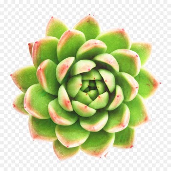 Flower, Floral Design, Art, Echeveria, Plant PNG