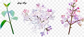 Flower, Floral Design, Cut Flowers, Lilac PNG