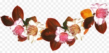 Flower, Floral Design, Cut Flowers, Petal, Plant PNG