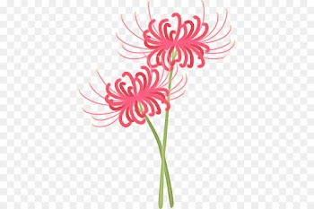 Flower, Floral Design, Drawing, Plant PNG
