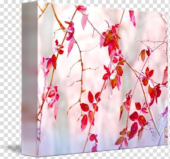 Flower Floral design Floristry Petal Blossom, Autumn Beauty transparent background PNG clipart