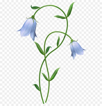 Flower Floral design Harebell Clip art Portable Network Graphics - flower 