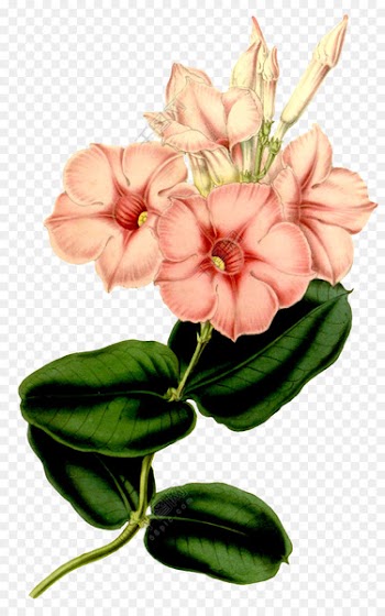 Flower, Floral Design, Painting, Flowering Plant PNG