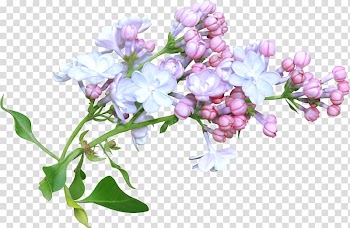 Flower Floral design Watercolor painting, flower transparent background PNG clipart