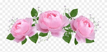 Flower, Floral, Rose, Flora, Petal - Rose De Saint Valentin