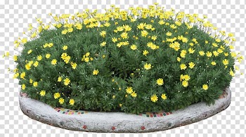 Flower, flower bed transparent background PNG clipart