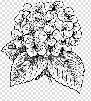 Flower , Flower Drawings Line art, hydrangea transparent background PNG clipart