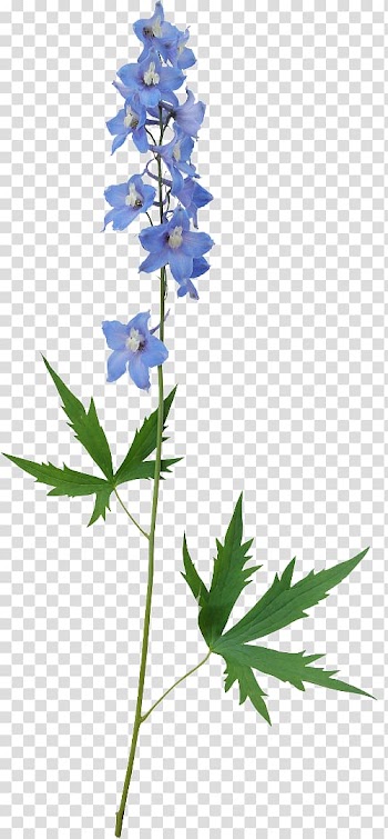 Flower , flower transparent background PNG clipart