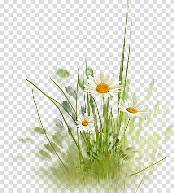 Flower , flower transparent background PNG clipart