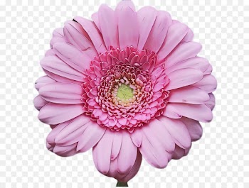 flower flowering plant barberton daisy gerbera petal