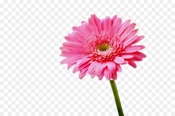 flower flowering plant barberton daisy gerbera plant