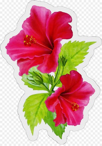 flower flowering plant hibiscus hawaiian hibiscus petal
