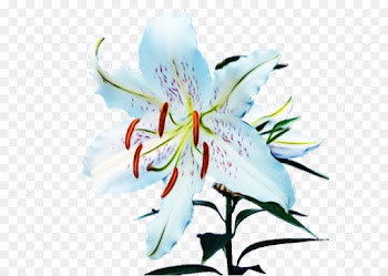 flower flowering plant lily petal plant