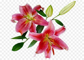 flower flowering plant lily plant petal