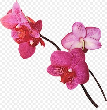 flower flowering plant moth orchid petal pink