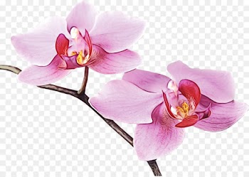 flower flowering plant moth orchid petal pink