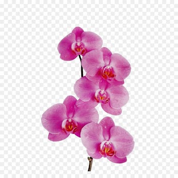 flower flowering plant moth orchid petal pink