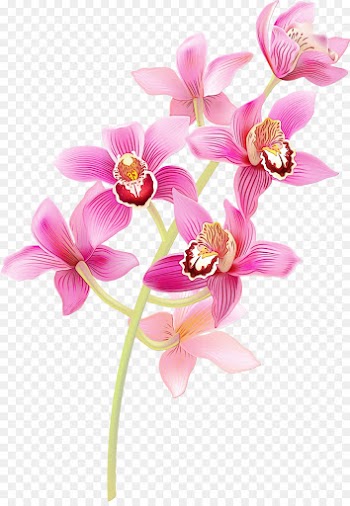 flower flowering plant moth orchid pink petal