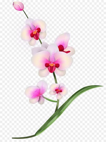 flower flowering plant moth orchid plant petal