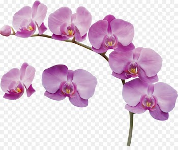 flower flowering plant moth orchid violet purple