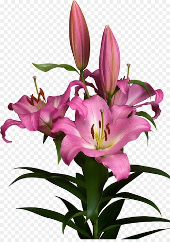 Flower, Flowering Plant, Orange Lily, Lily PNG