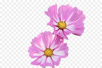flower flowering plant petal garden cosmos plant