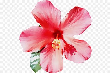 flower flowering plant petal hibiscus pink