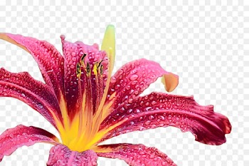 flower flowering plant petal lily plant