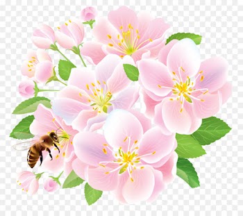 flower flowering plant petal pink plant