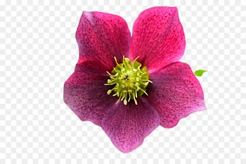 flower flowering plant petal pink plant