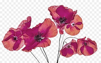 flower flowering plant petal pink purple