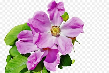 flower flowering plant petal pink violet