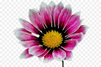 flower flowering plant petal plant barberton daisy