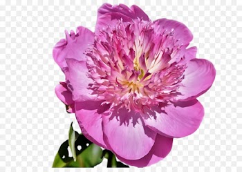 flower flowering plant petal plant pink