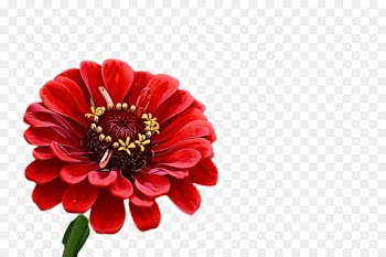 flower flowering plant petal plant zinnia