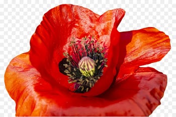 flower flowering plant petal red oriental poppy