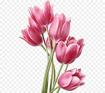 flower flowering plant petal tulip cut flowers
