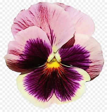 flower flowering plant petal violet purple
