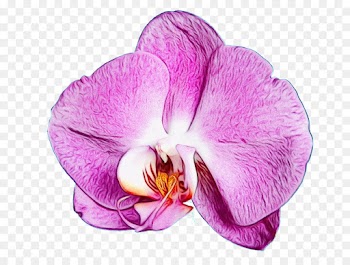 flower flowering plant petal violet purple