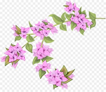 flower flowering plant pink plant lilac