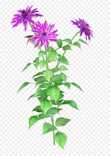flower flowering plant plant bee balm lemon beebalm