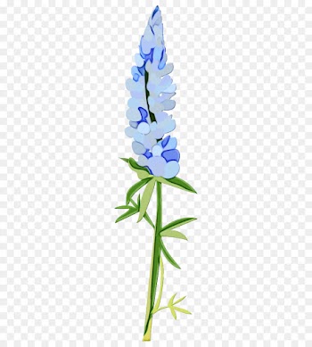 flower flowering plant plant blue bluebonnet