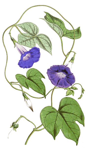 Flower,Flowering plant,Plant,Botany,Leaf,Morning glory,Morning ...