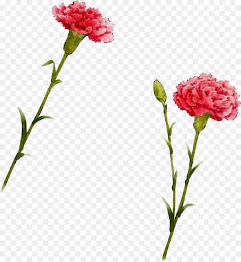 flower flowering plant plant cut flowers pink